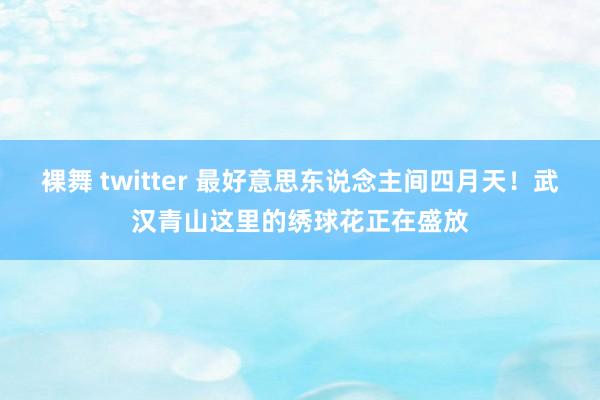 裸舞 twitter 最好意思东说念主间四月天！武汉青山这里的绣球花正在盛放